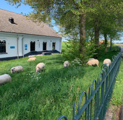 Photo of grazing sheep next to the Purmer Noord pumping station. Photo by Margreet Lenstra